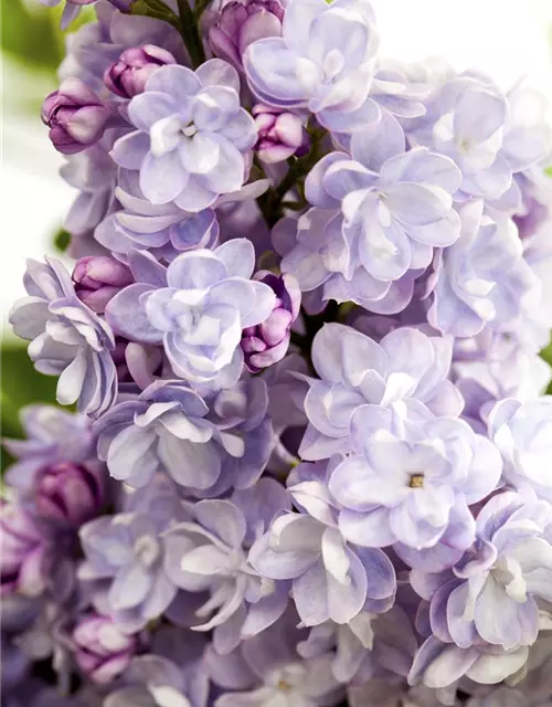 Syringa Vulgaris "Michel Buchner"