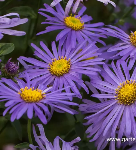 Sommer-Aster 'Mönch'