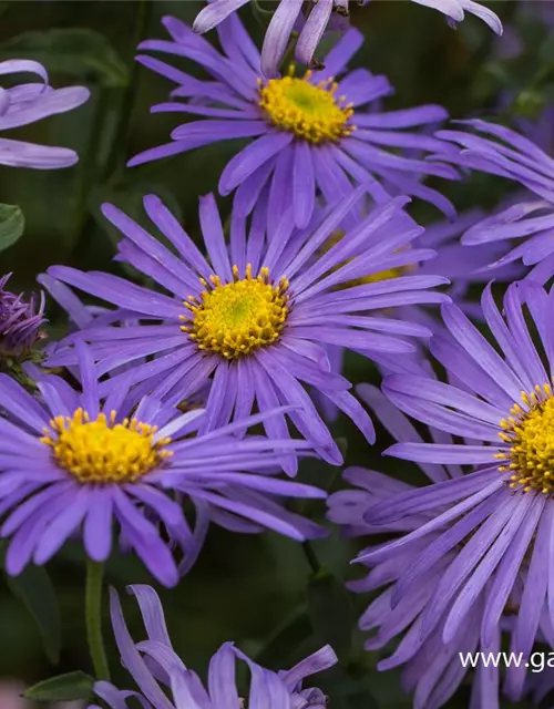 Sommer-Aster 'Mönch'