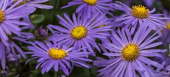 Sommer-Aster 'Mönch'