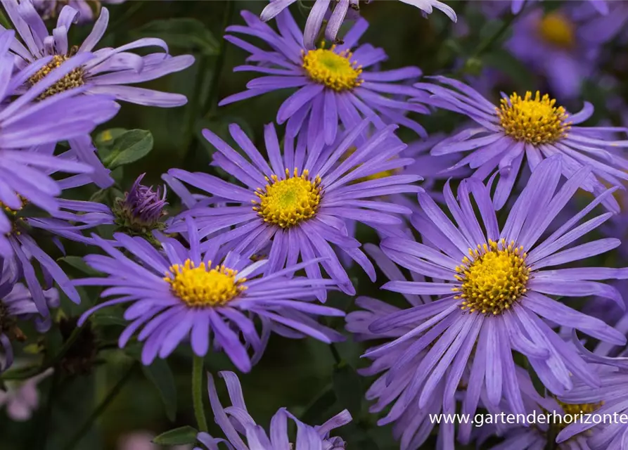 Sommer-Aster 'Mönch'