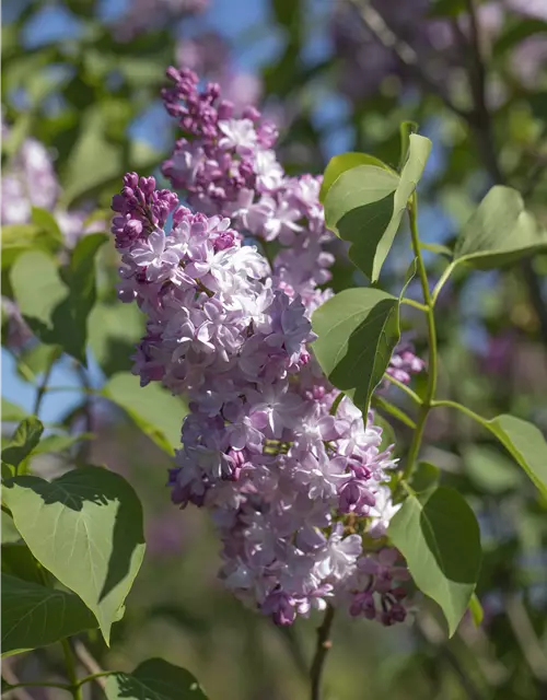 Syringa Vulgaris "Michel Buchner"