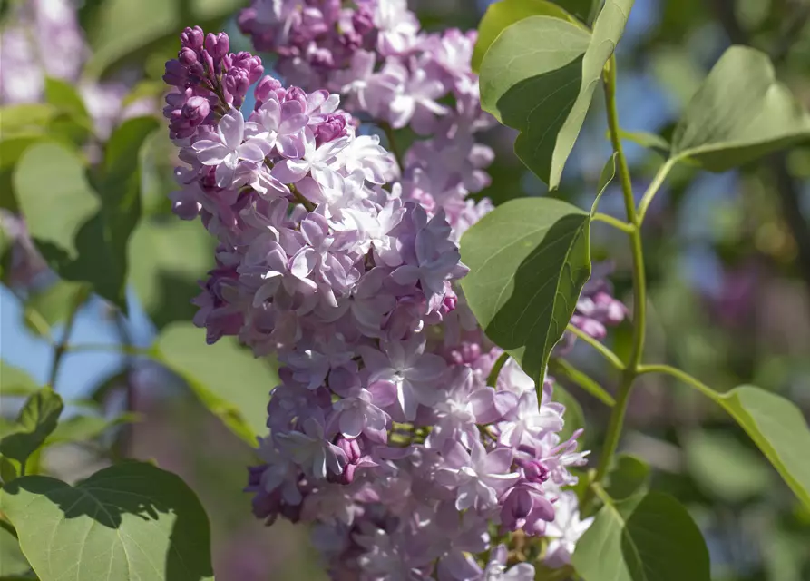 Syringa Vulgaris "Michel Buchner"