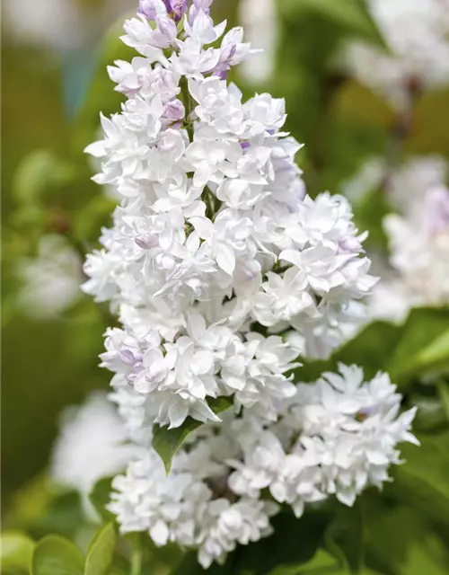 Syringa Vulgaris "Mme Lemoine"