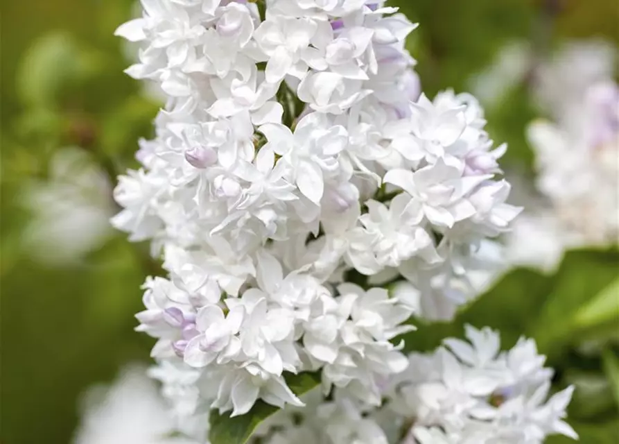 Syringa Vulgaris "Mme Lemoine"