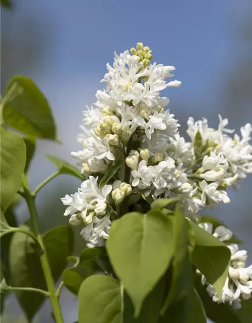 Syringa Vulgaris "Mme Lemoine"