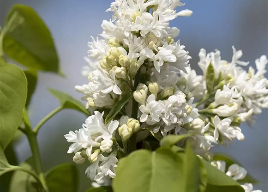 Syringa Vulgaris "Mme Lemoine"