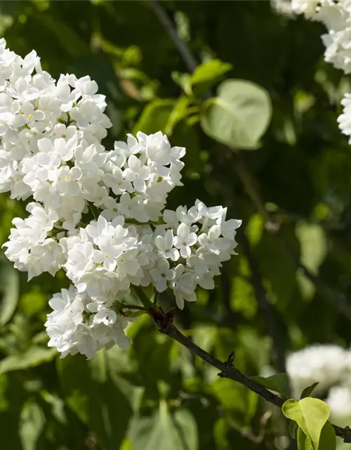 Syringa Vulgaris "Mme Lemoine"