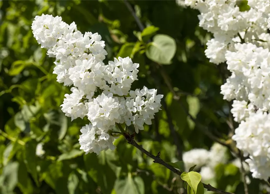 Syringa Vulgaris "Mme Lemoine"