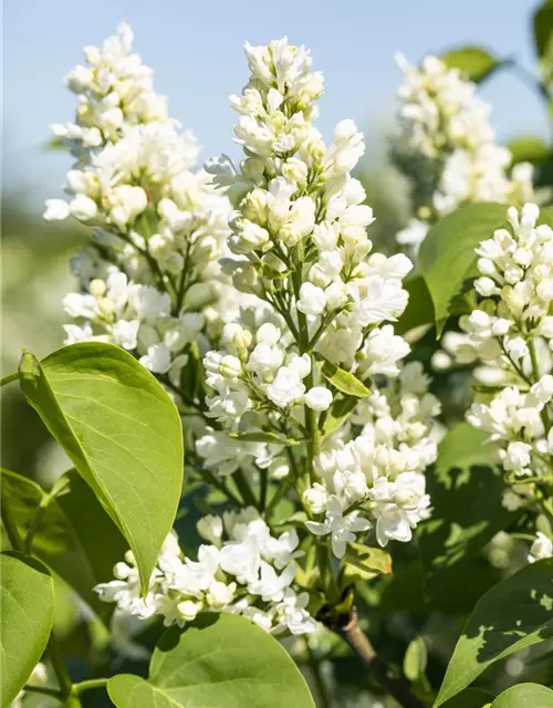 Syringa Vulgaris "Mme Lemoine"