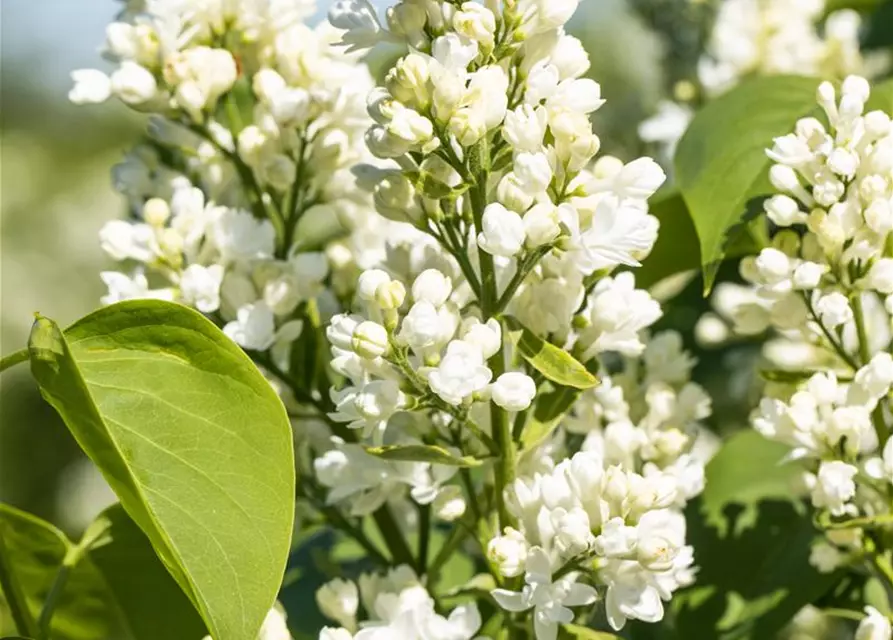 Syringa Vulgaris "Mme Lemoine"