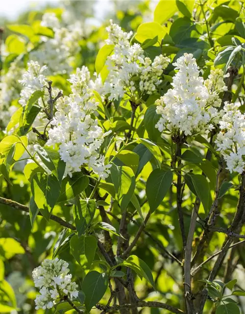 Syringa Vulgaris "Mme Lemoine"