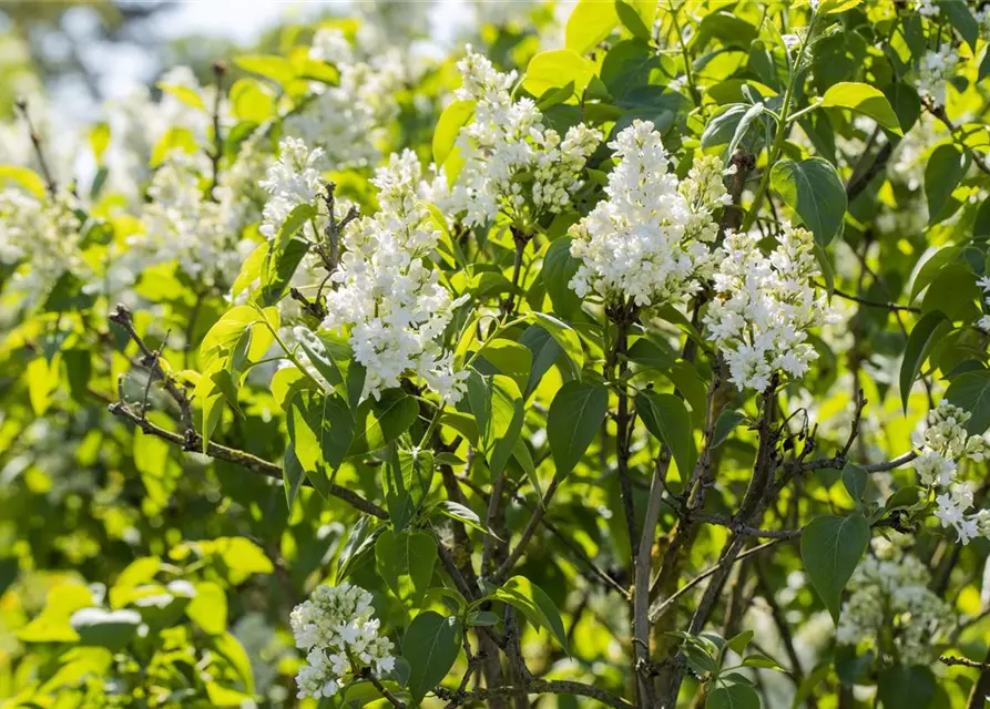 Syringa Vulgaris "Mme Lemoine"