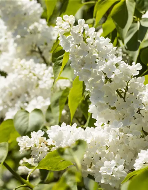 Syringa Vulgaris "Mme Lemoine"