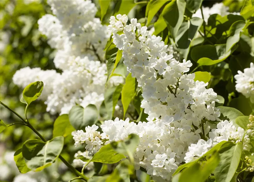 Syringa Vulgaris "Mme Lemoine"