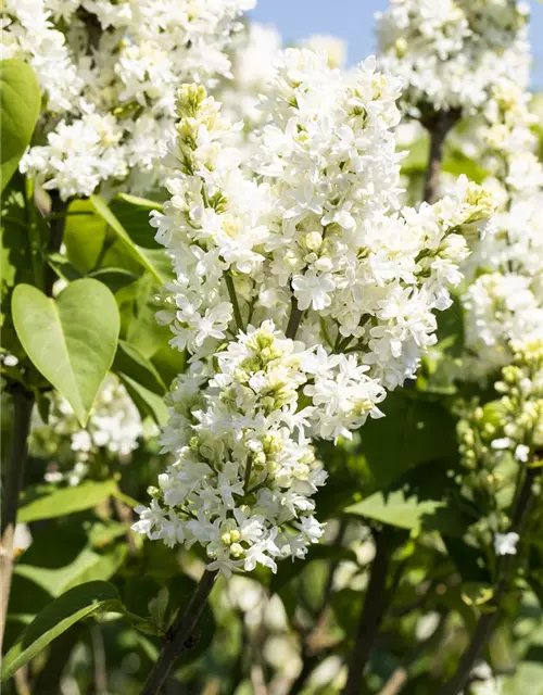 Syringa Vulgaris "Mme Lemoine"