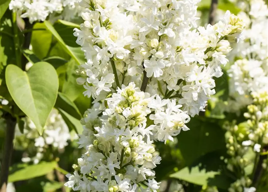 Syringa Vulgaris "Mme Lemoine"