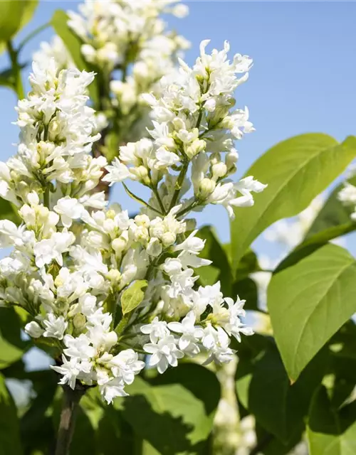 Syringa Vulgaris "Mme Lemoine"