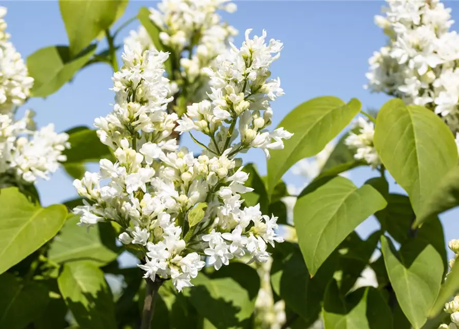 Syringa Vulgaris "Mme Lemoine"