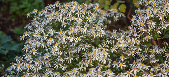 Sperrige Aster