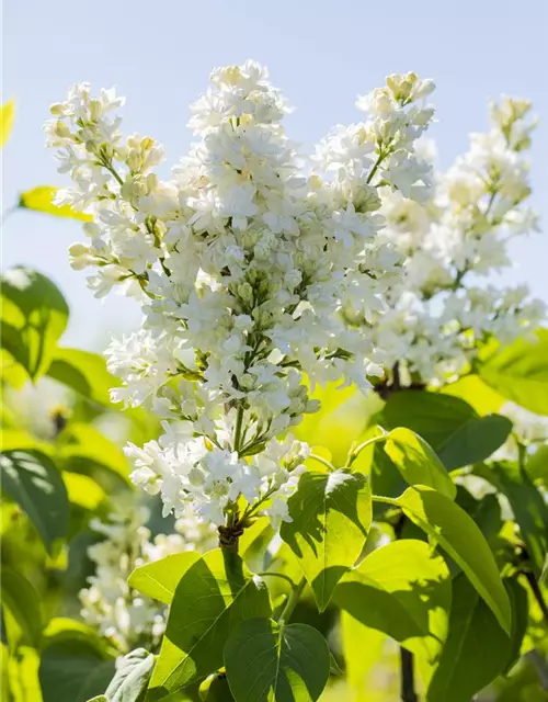 Syringa Vulgaris "Mme Lemoine"