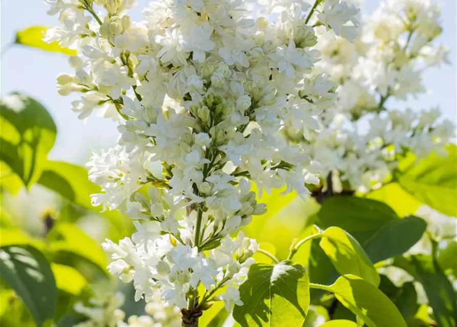 Syringa Vulgaris "Mme Lemoine"