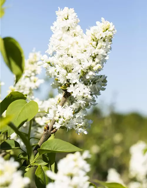 Syringa Vulgaris "Mme Lemoine"