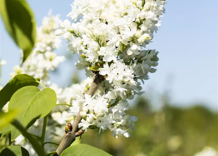 Syringa Vulgaris "Mme Lemoine"