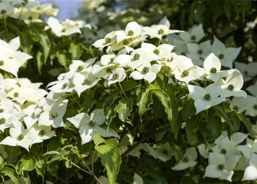 Japanischer Blumenhartriegel