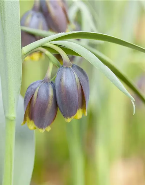 Türkische Schachbrettblume