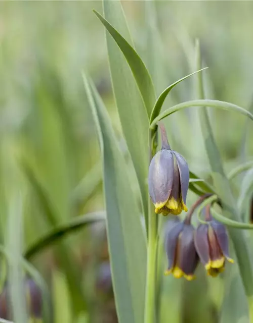 Türkische Schachbrettblume