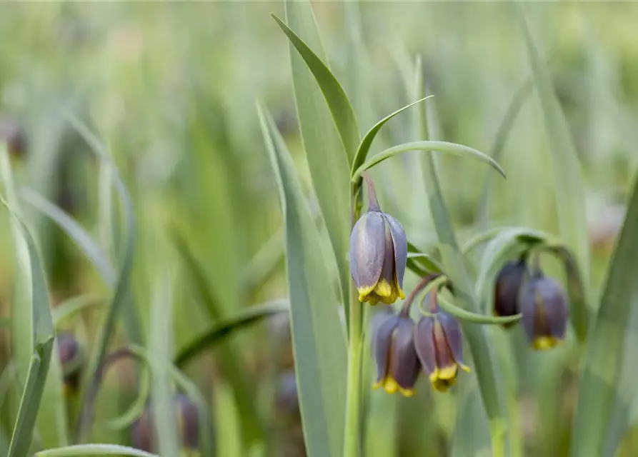 Türkische Schachbrettblume