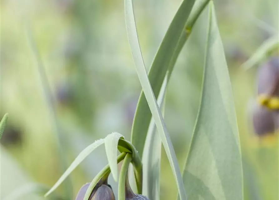 Türkische Schachbrettblume