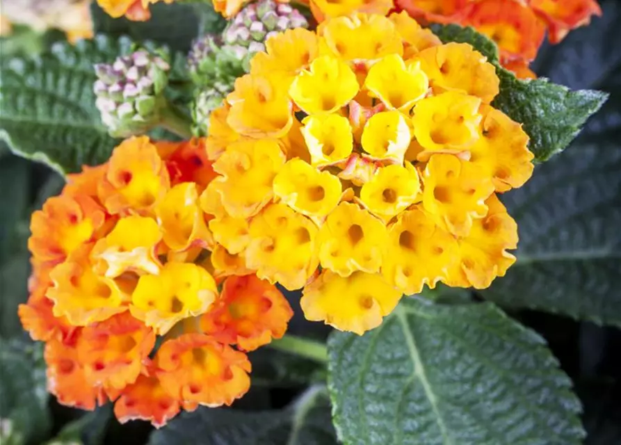 Lantana camara