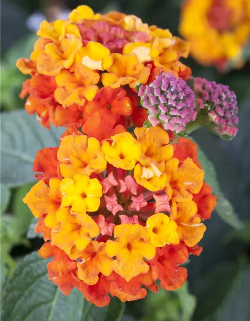 Lantana camara