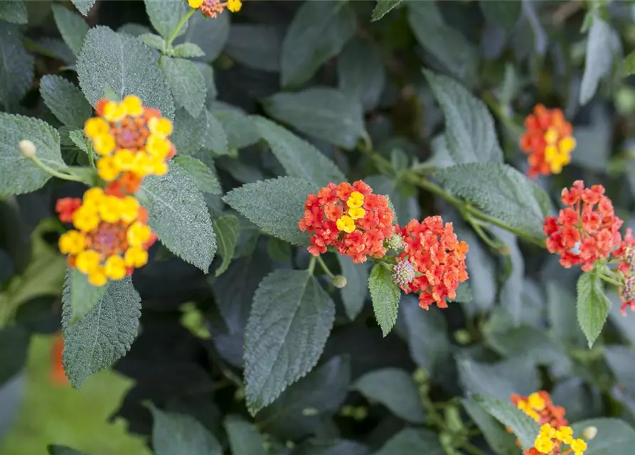 Lantana camara