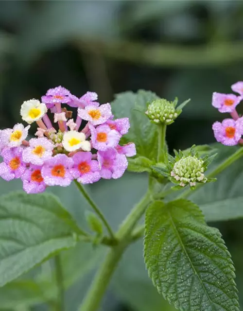 Lantana camara