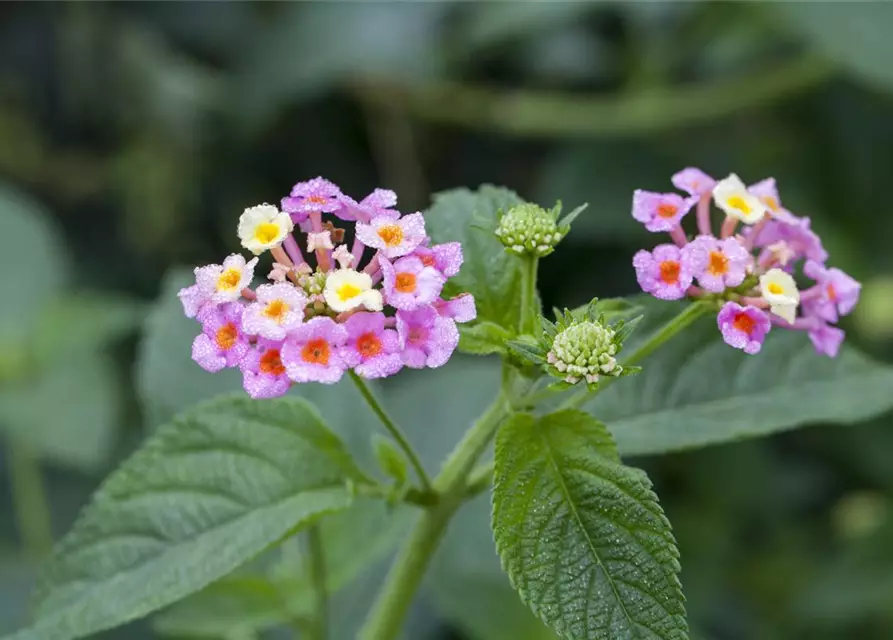 Lantana camara