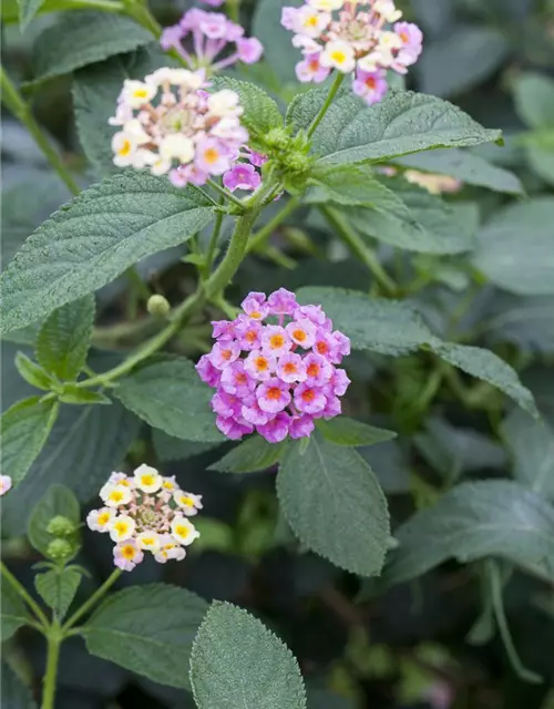 Lantana camara