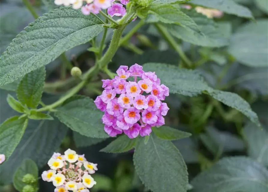 Lantana camara