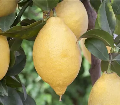 Citrus limon