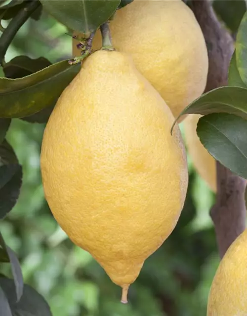 Citrus limon