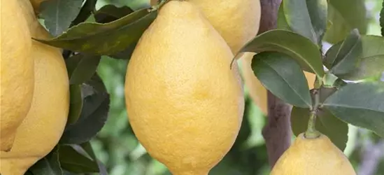 Citrus limon