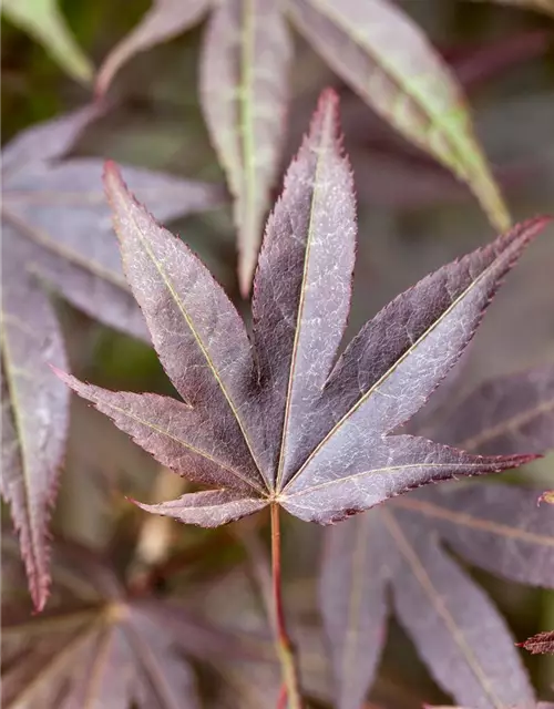 Roter Fächerahorn 'Atropurpureum'