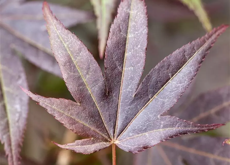 Roter Fächerahorn 'Atropurpureum'