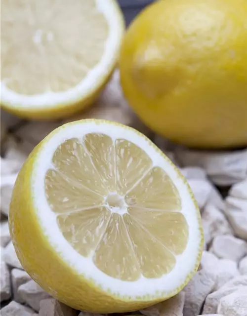 Citrus limon