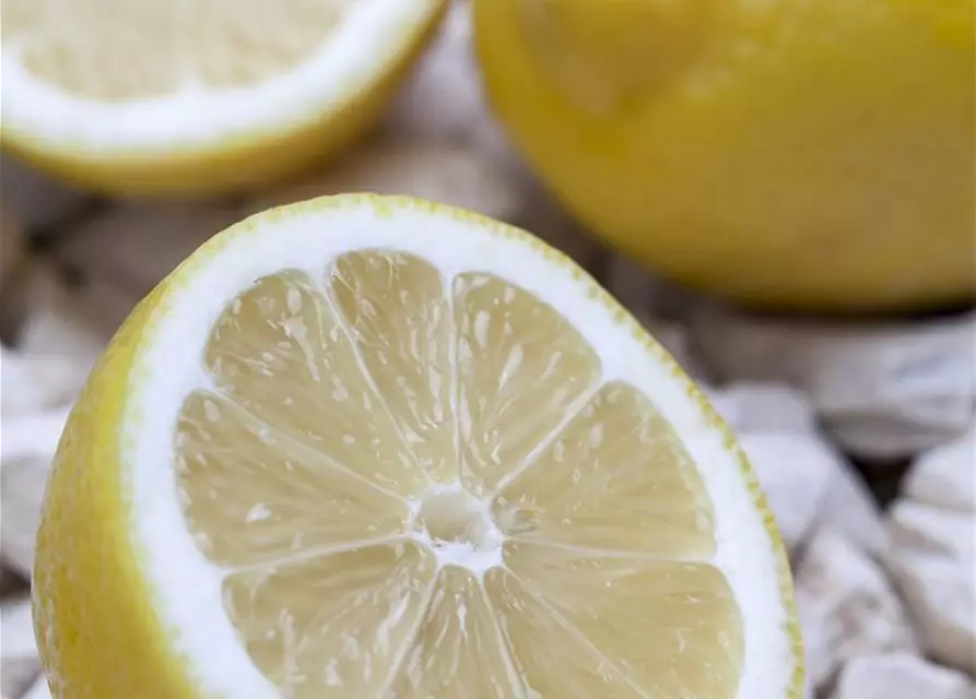 Citrus limon