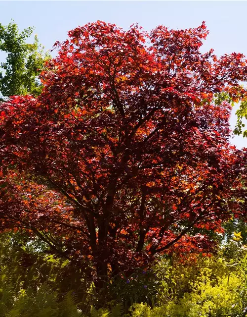 Roter Fächerahorn 'Atropurpureum'