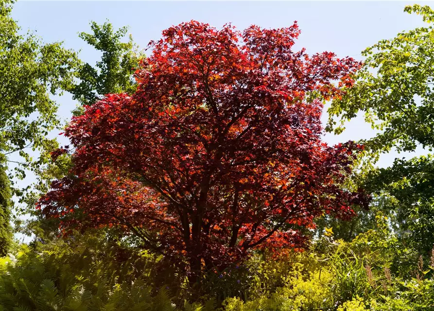 Roter Fächerahorn 'Atropurpureum'