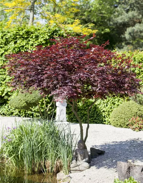 Roter Fächerahorn 'Atropurpureum'